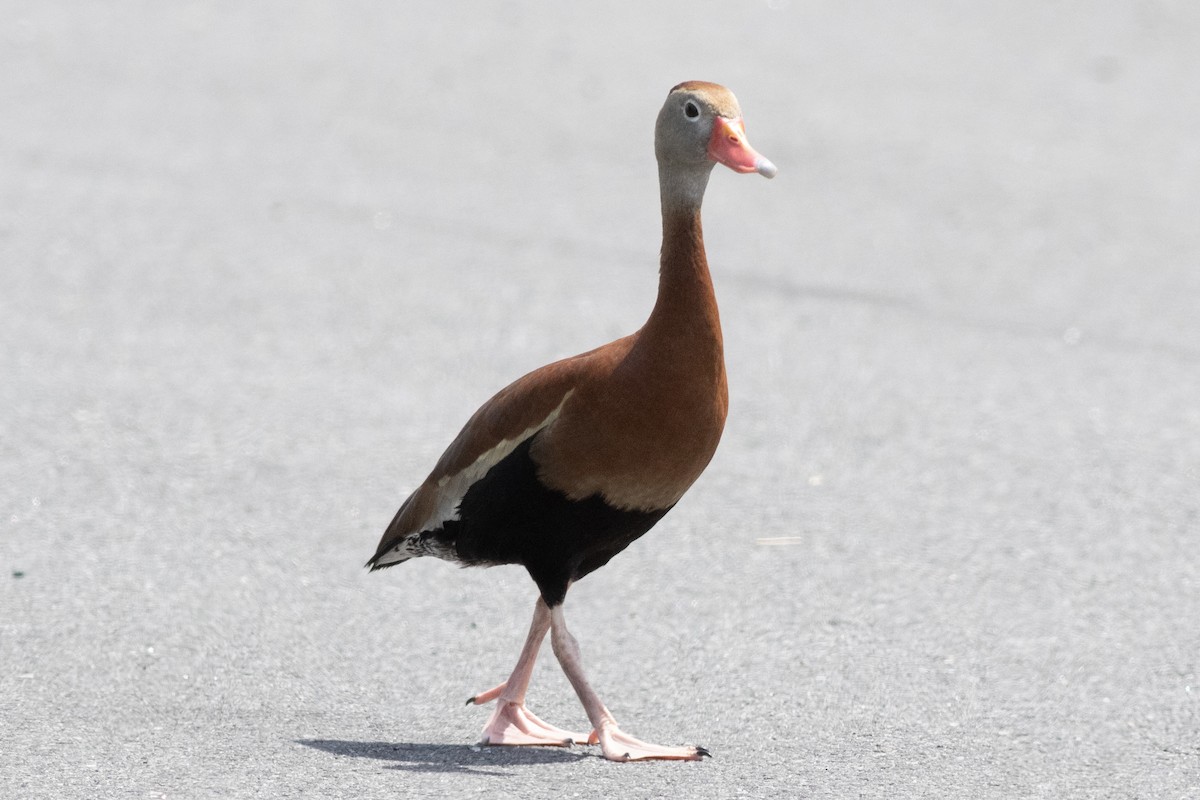 Black-bellied Whistling-Duck - ML620500982