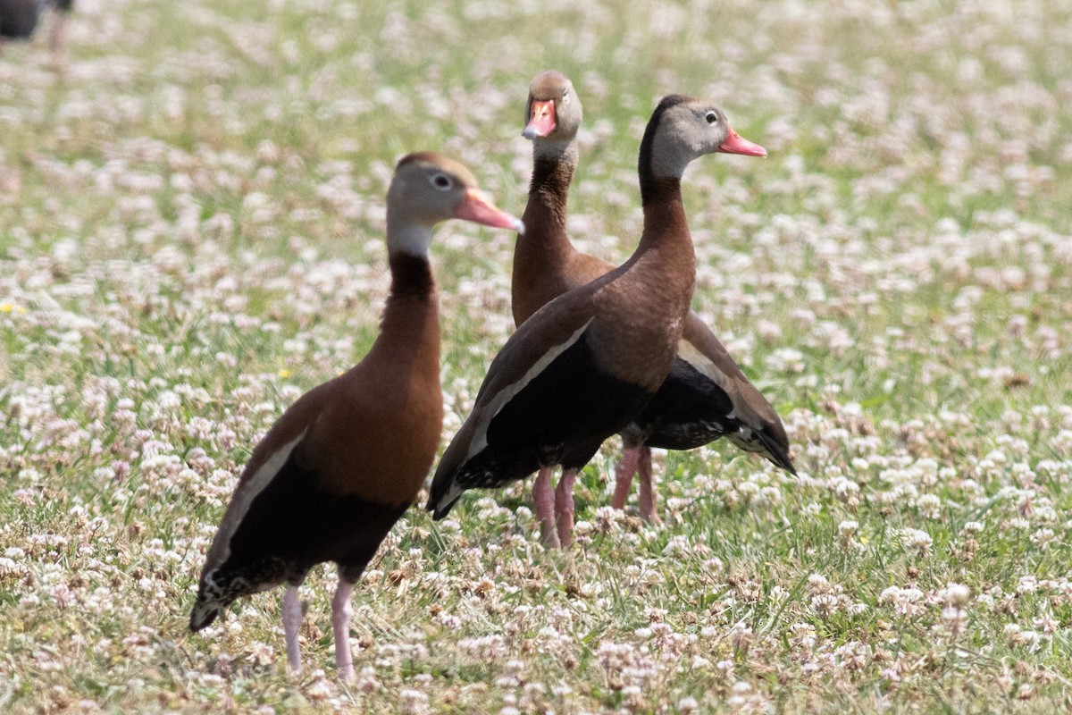 Black-bellied Whistling-Duck - ML620500987