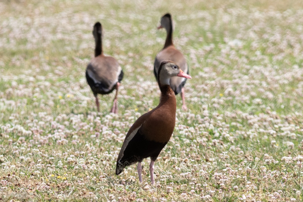 Black-bellied Whistling-Duck - ML620500991