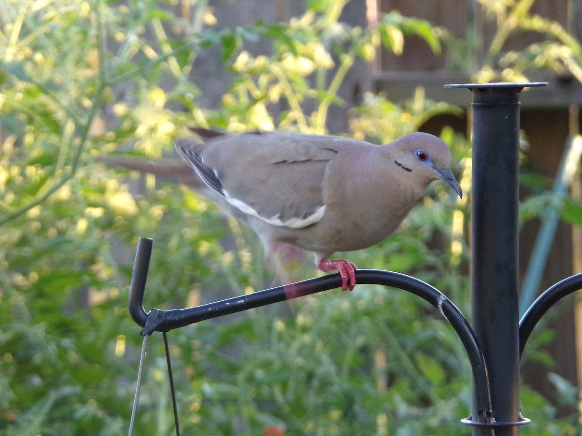 White-winged Dove - ML620500996