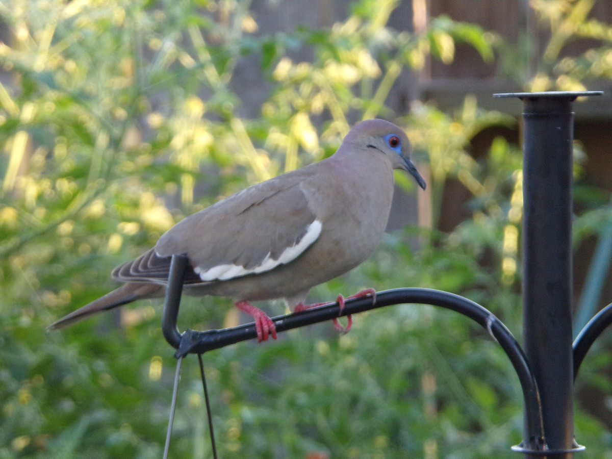 White-winged Dove - ML620501004