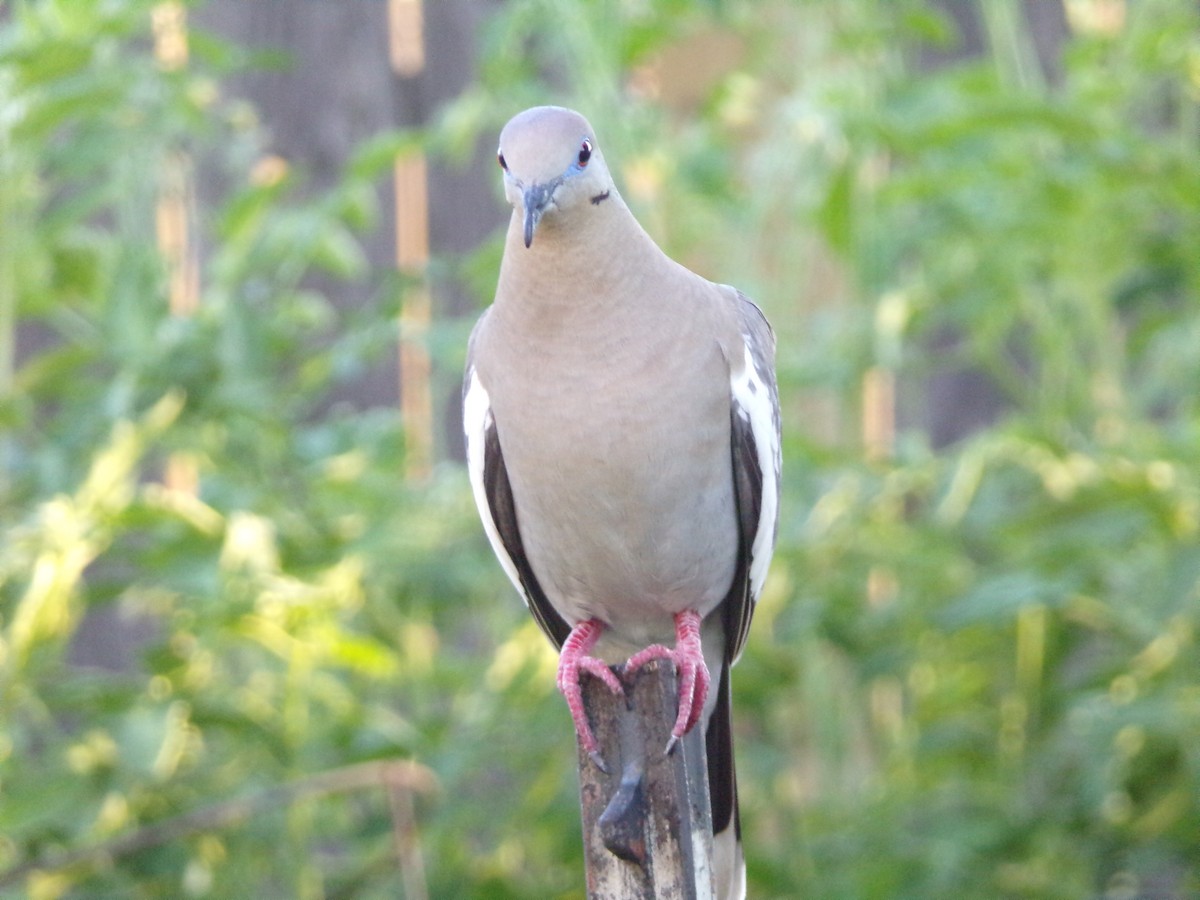 White-winged Dove - ML620501005