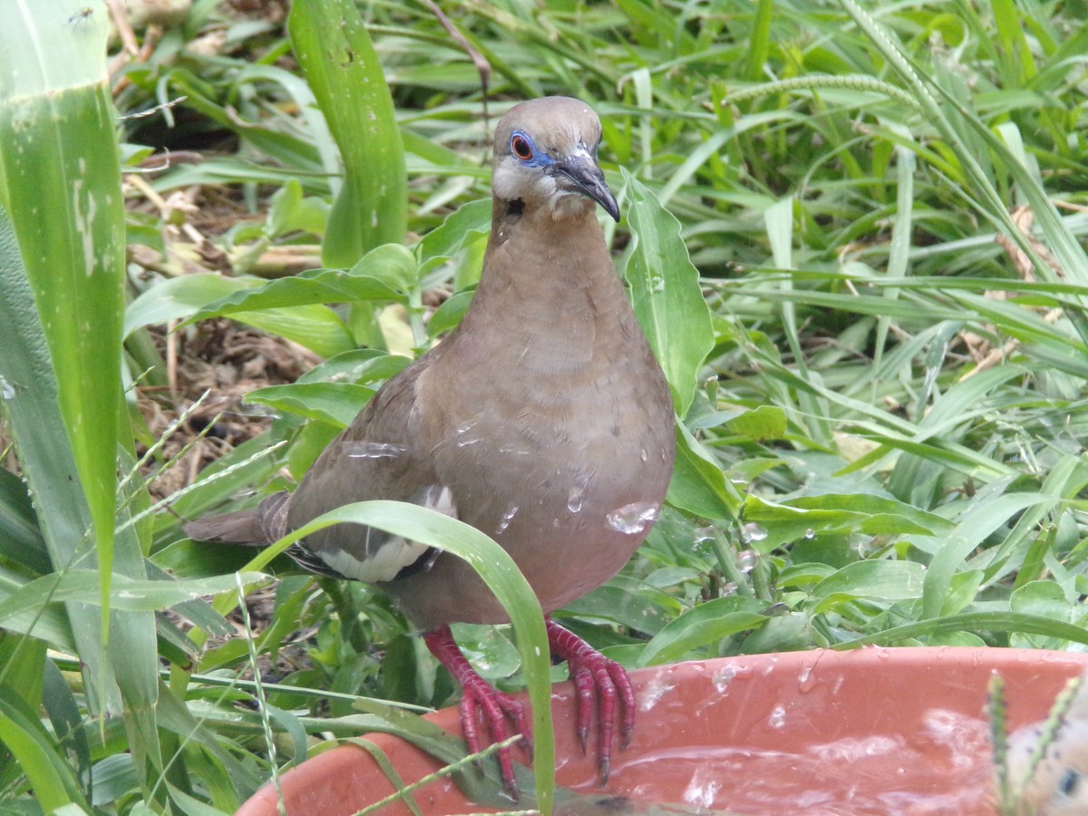 White-winged Dove - ML620501006