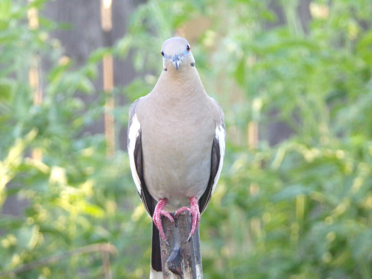 White-winged Dove - ML620501009