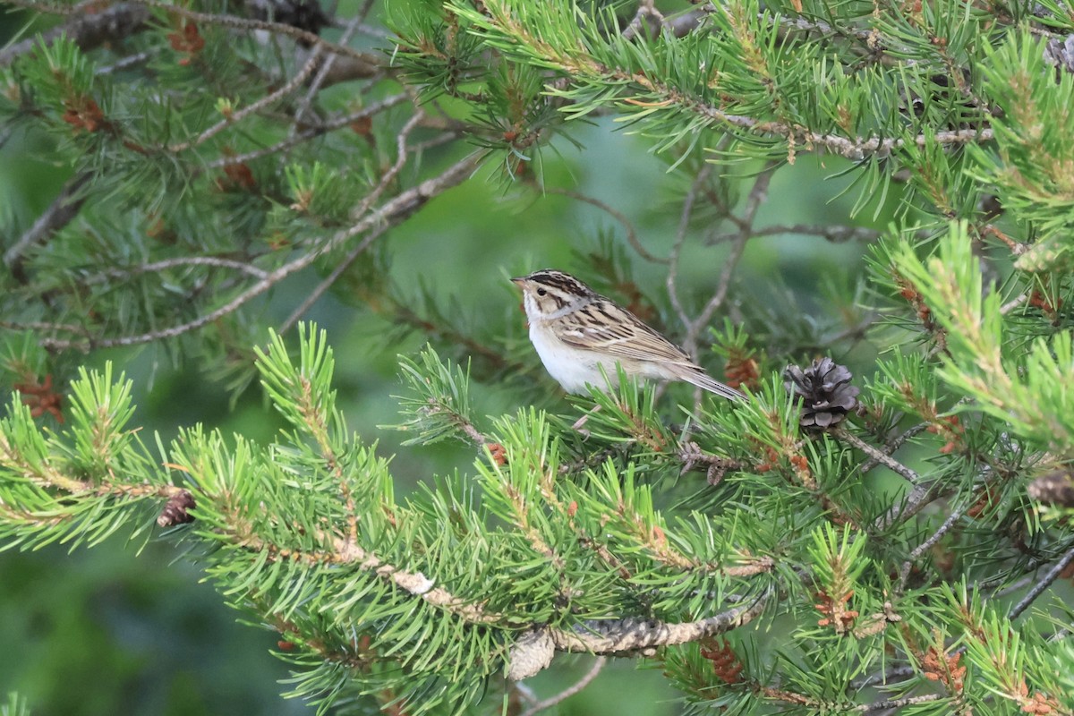 Clay-colored Sparrow - ML620501010