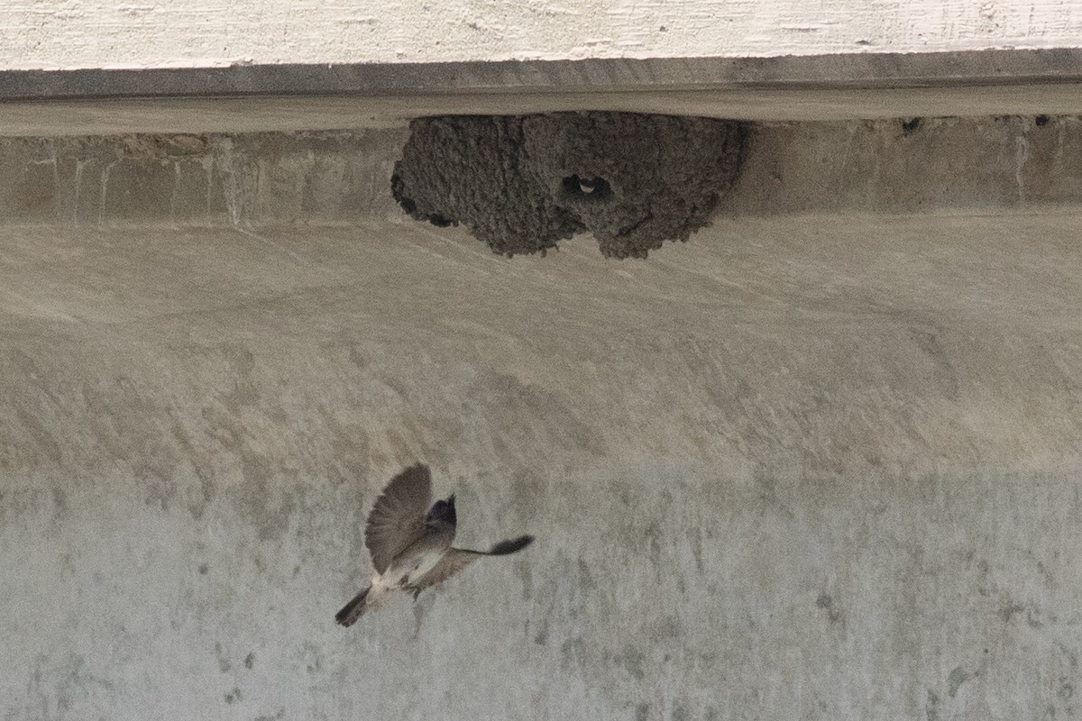 Cliff Swallow - David Brown