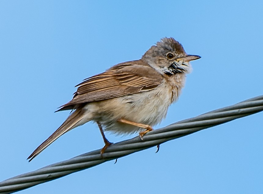 Greater Whitethroat - ML620501022