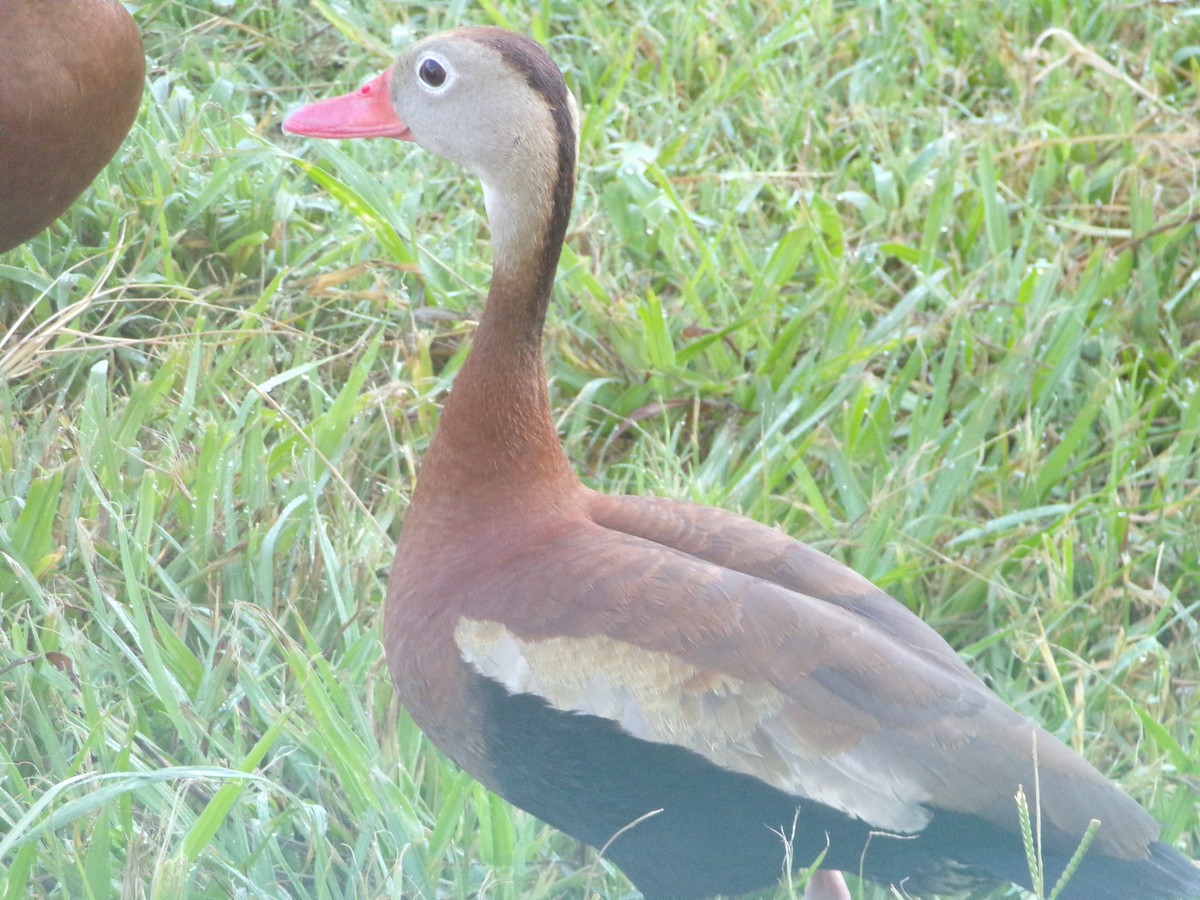 Dendrocygne à ventre noir - ML620501026