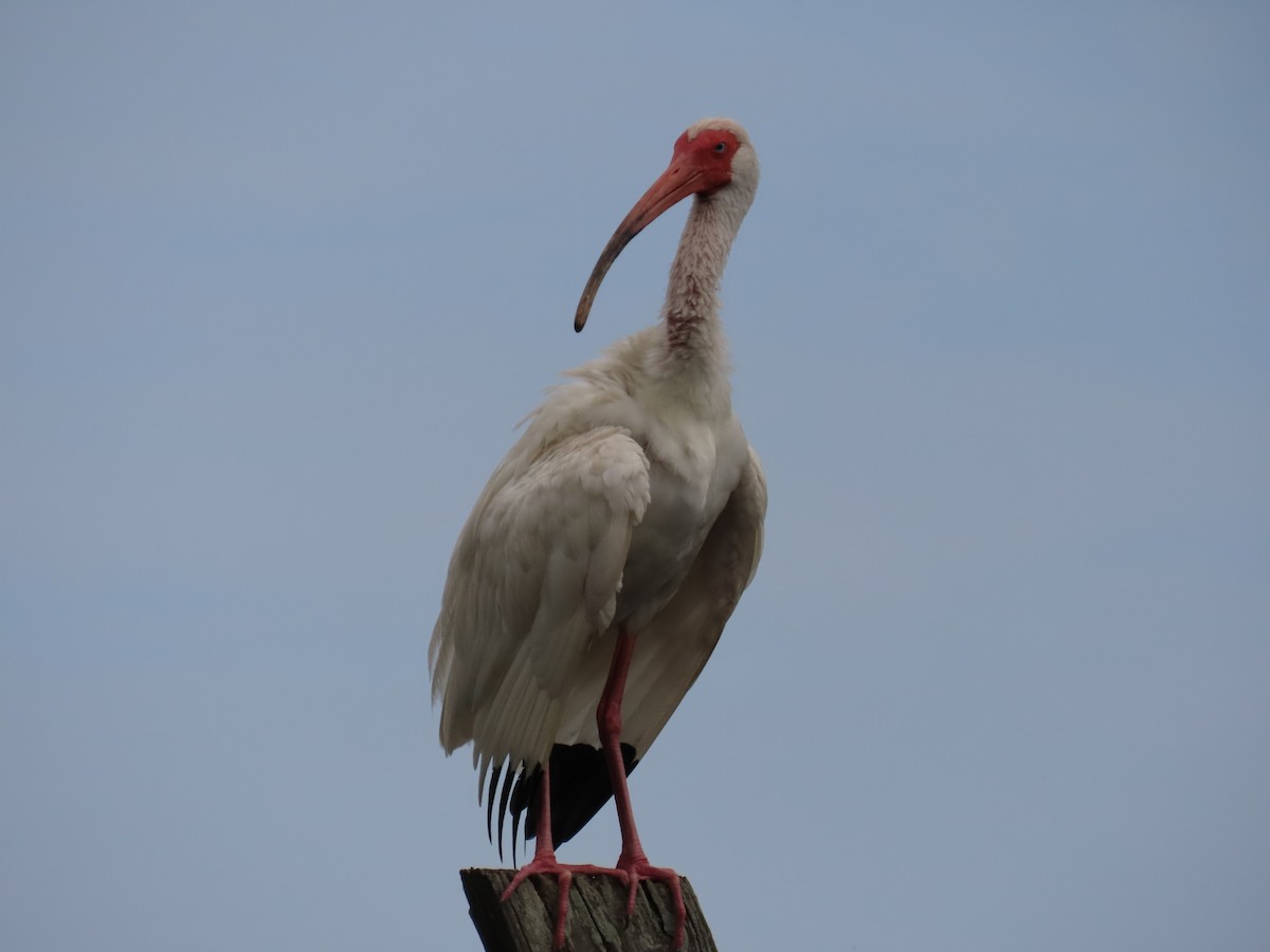 White Ibis - ML620501030