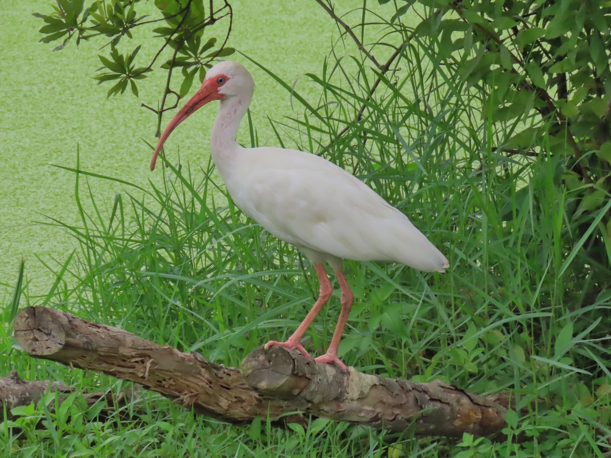 White Ibis - ML620501033