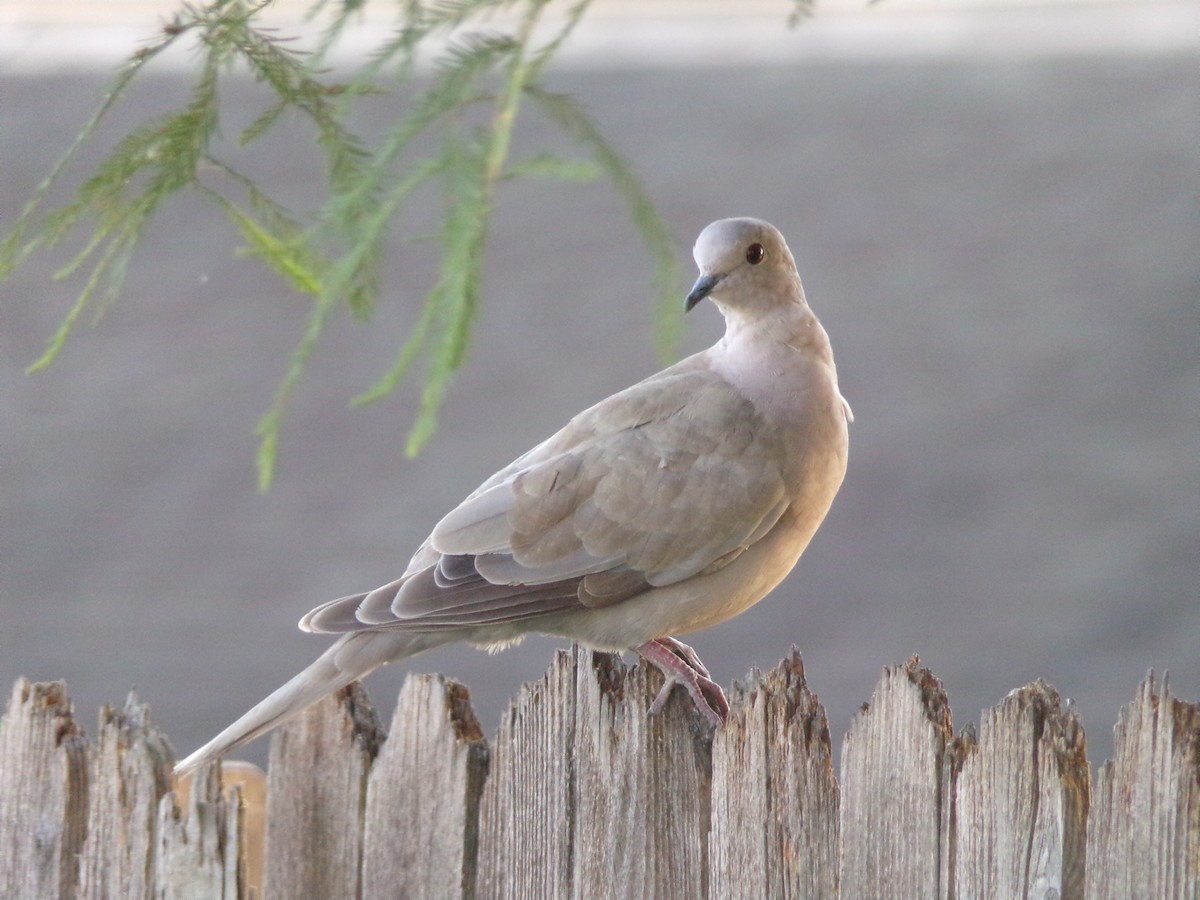 Eurasian Collared-Dove - ML620501040