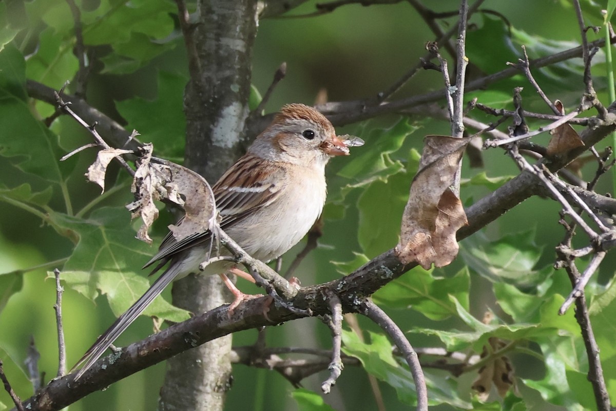 Field Sparrow - ML620501041