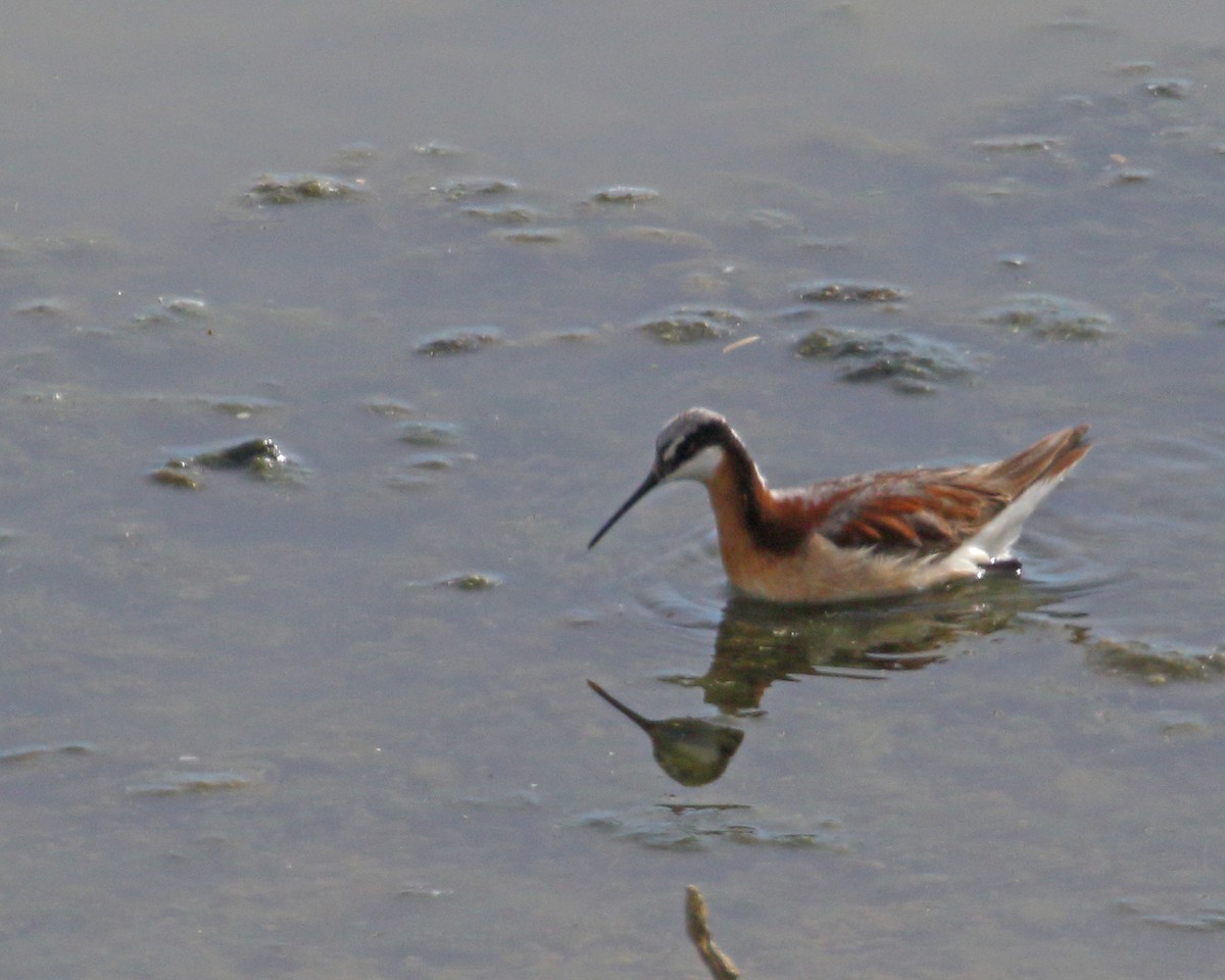 hvithalesvømmesnipe - ML620501043