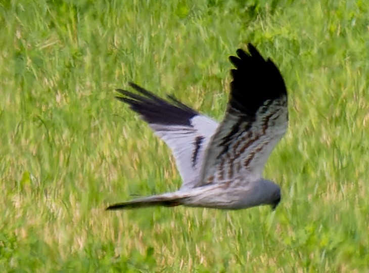 Aguilucho Cenizo - ML620501045