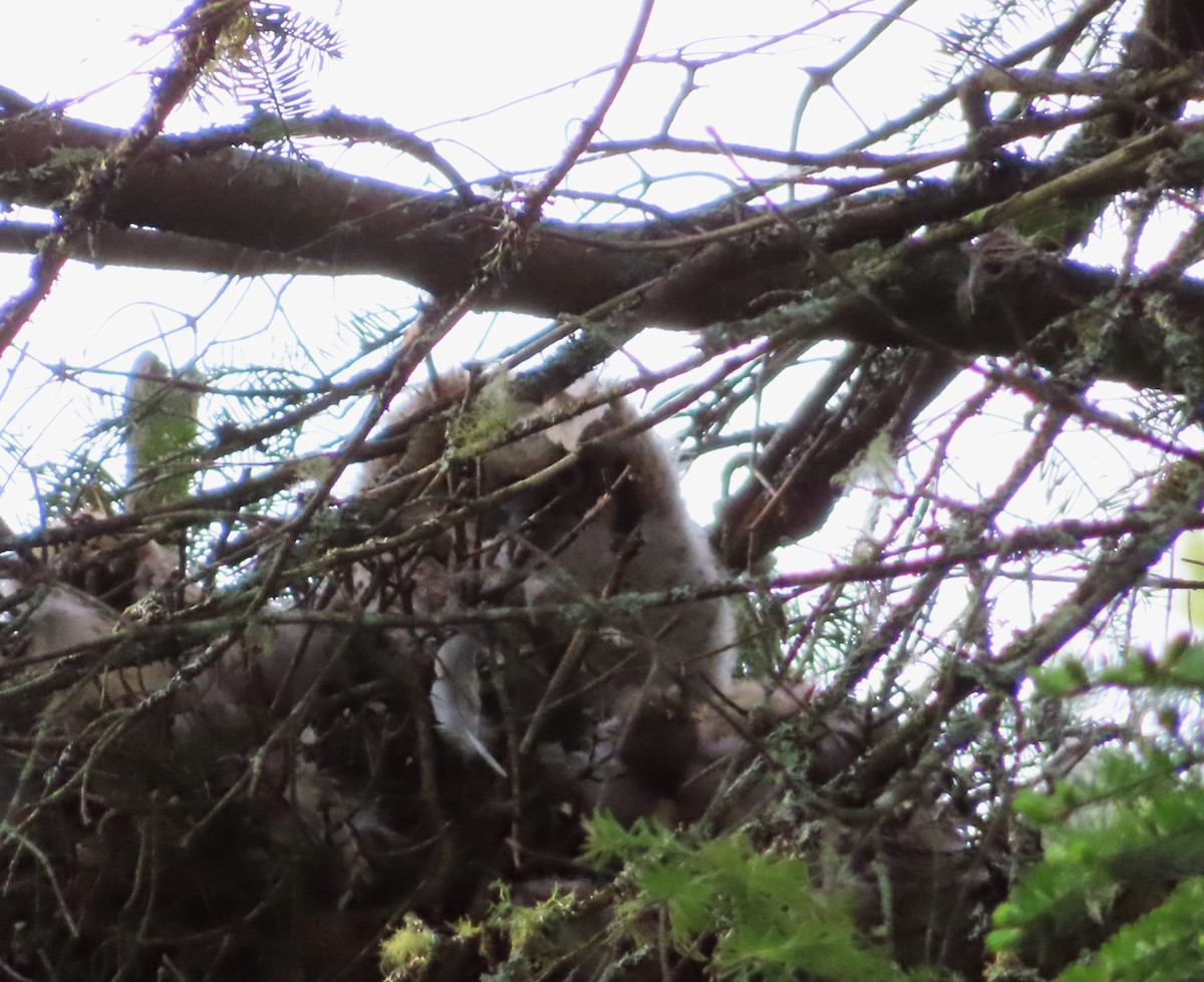 Great Horned Owl - ML620501048