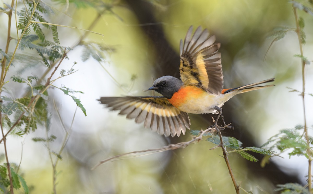 Small Minivet - Sunil Kini