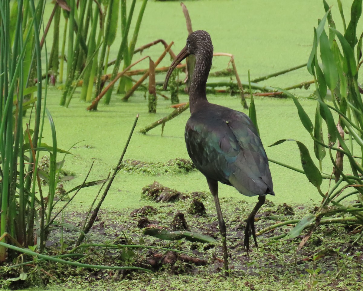 Glossy Ibis - ML620501051