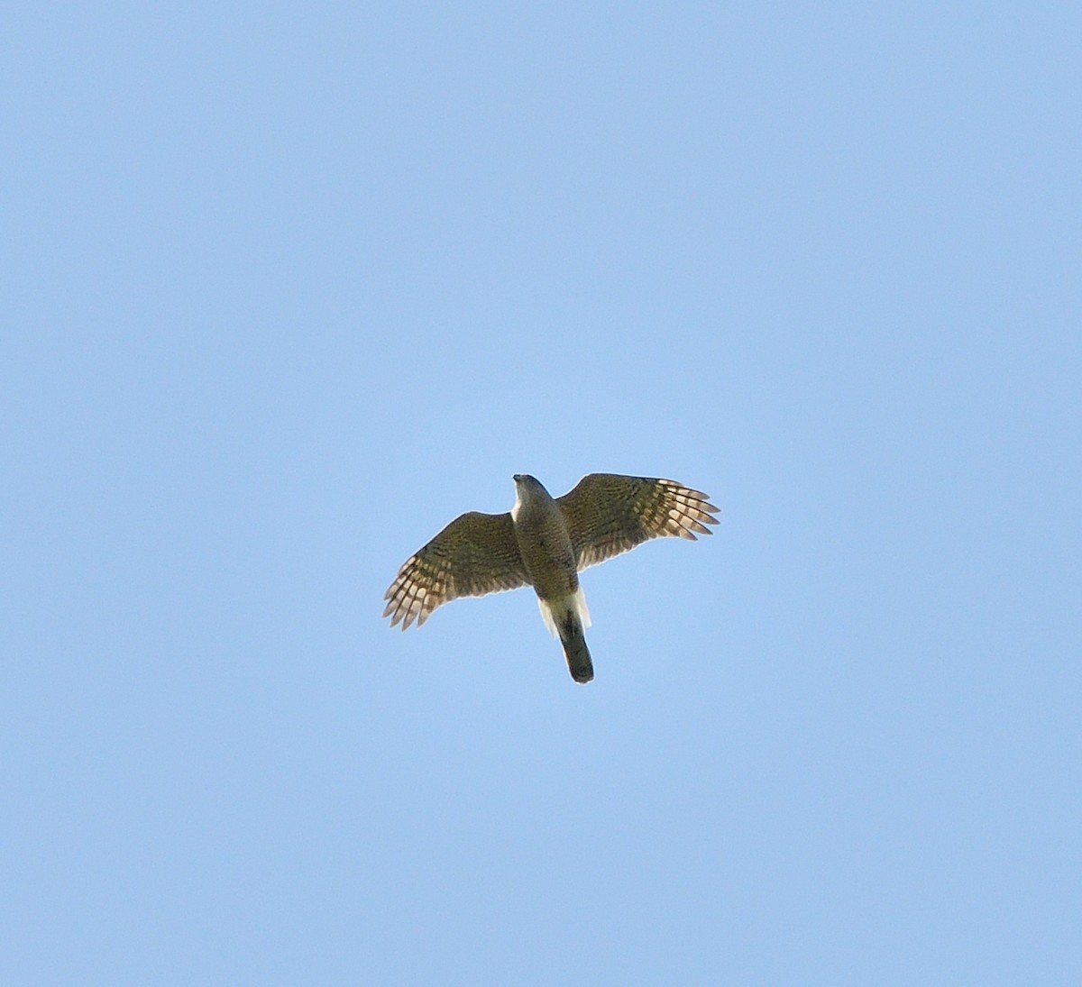 Cooper's Hawk - ML620501056