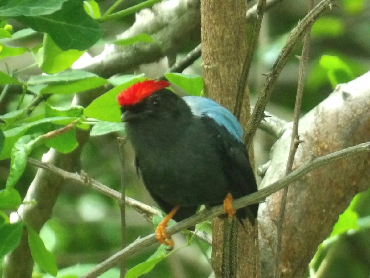 Lance-tailed Manakin - ML620501060