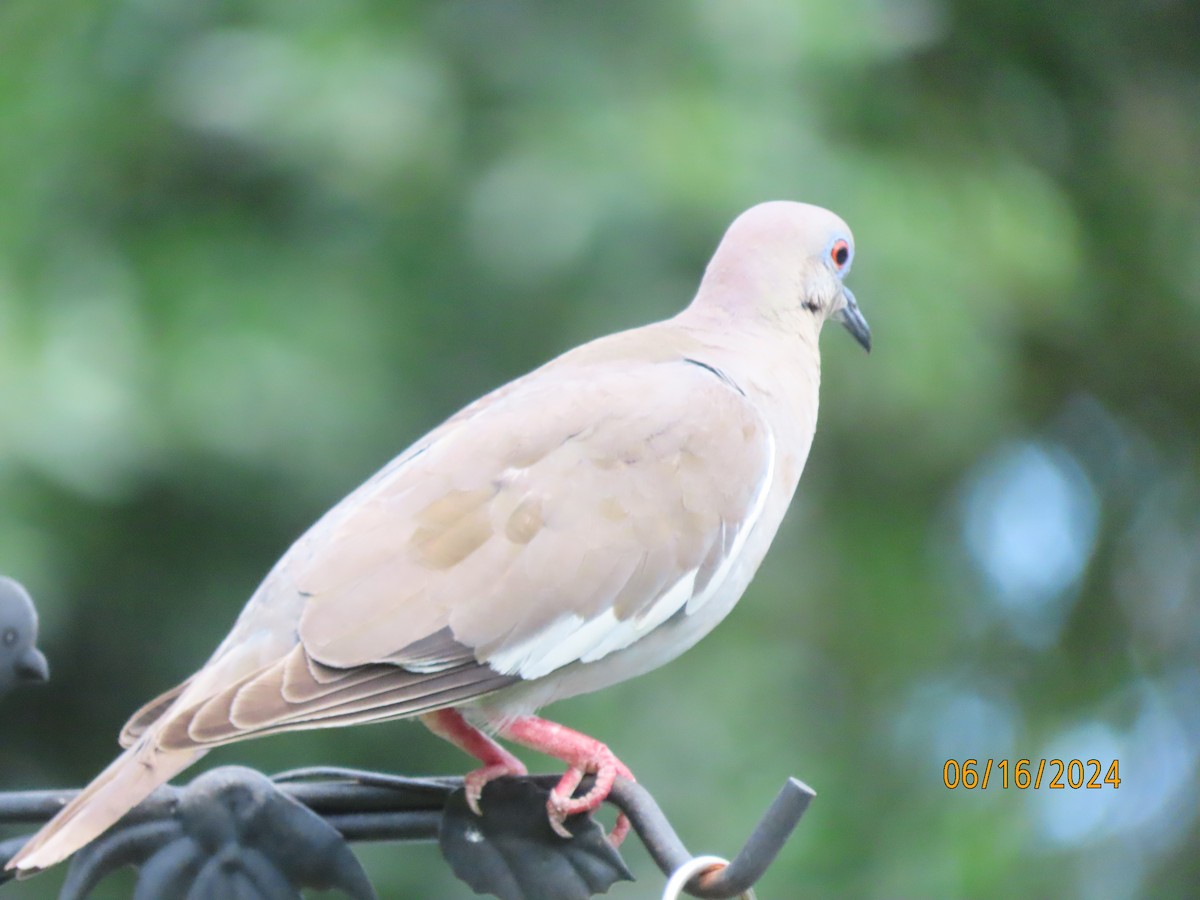 White-winged Dove - ML620501062