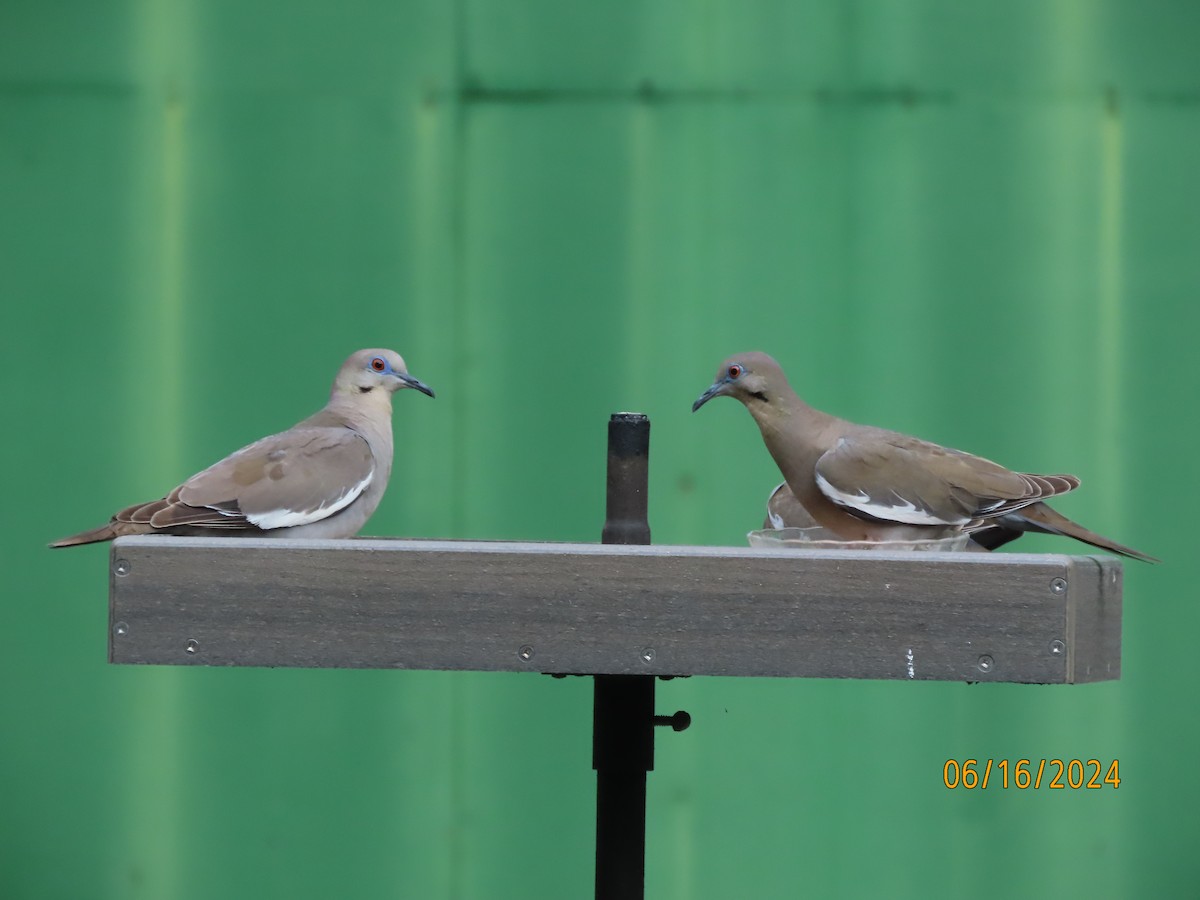 White-winged Dove - ML620501063