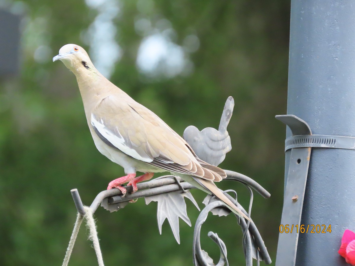 White-winged Dove - ML620501064