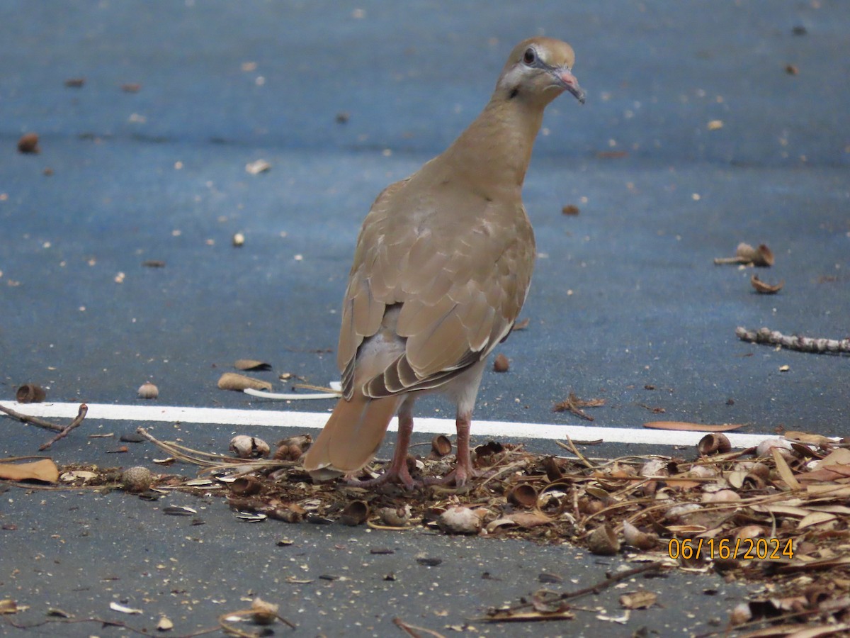 White-winged Dove - ML620501065