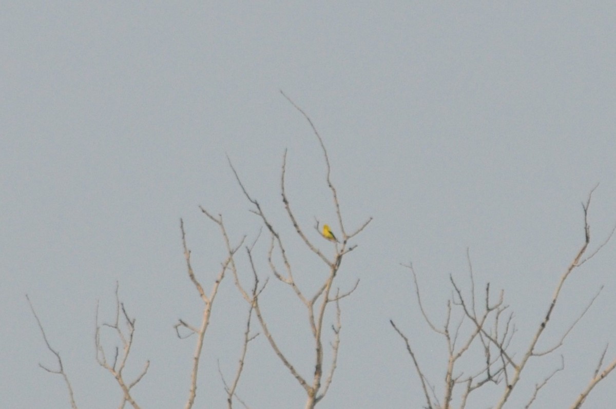 American Goldfinch - ML620501100