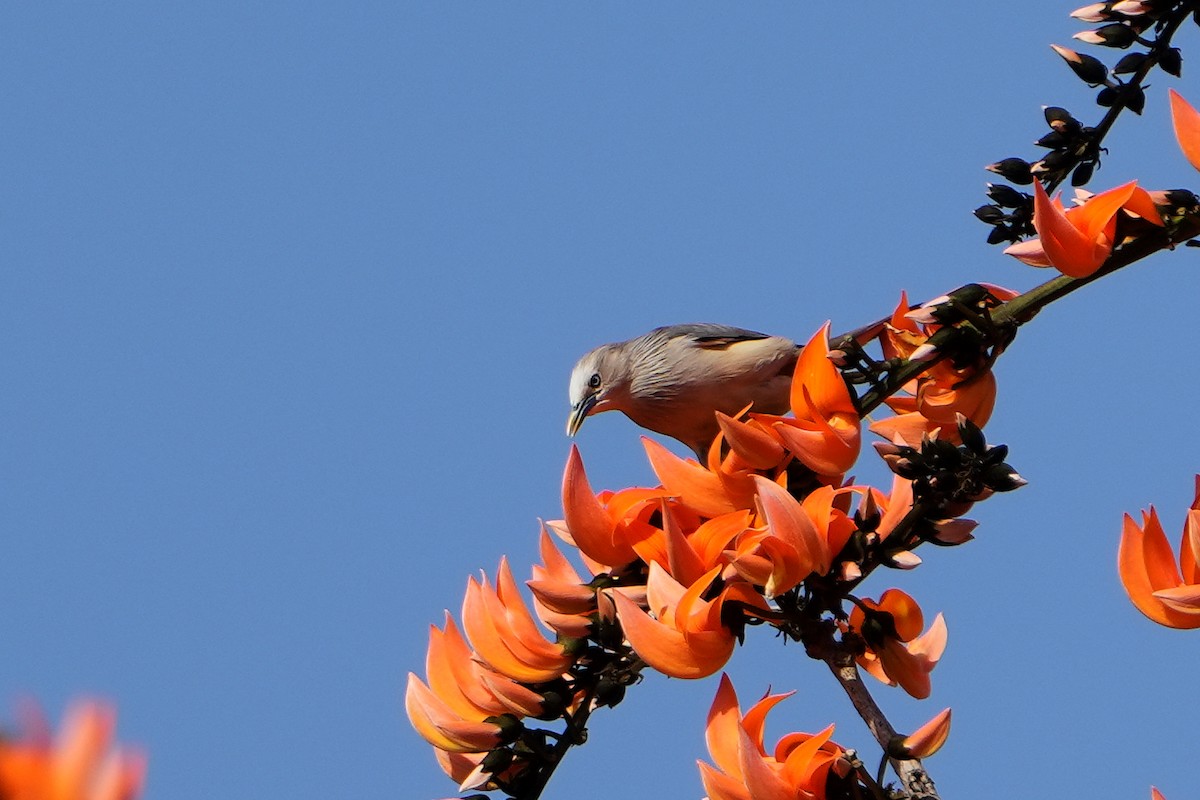 Chestnut-tailed Starling - ML620501103