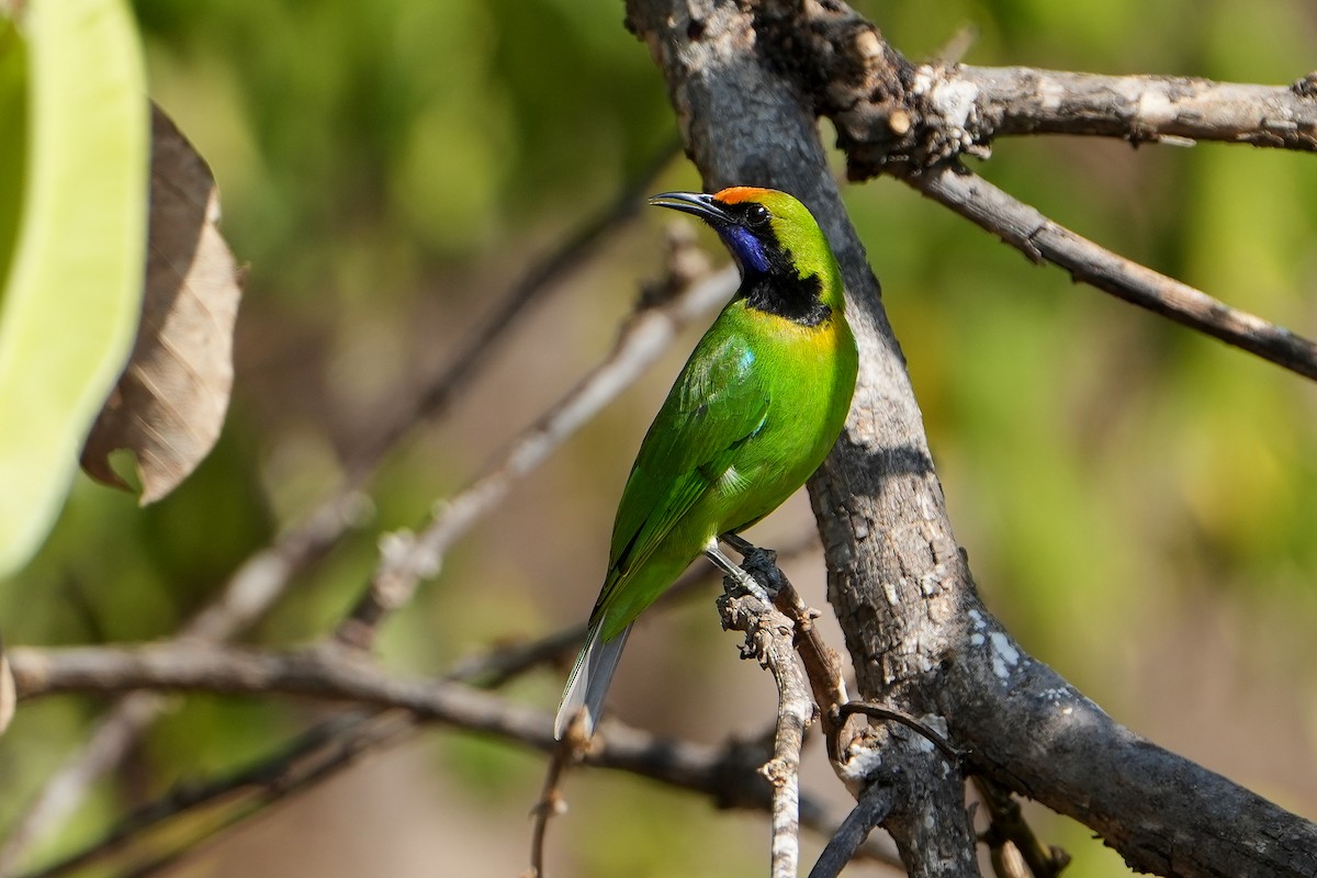 Golden-fronted Leafbird - ML620501142