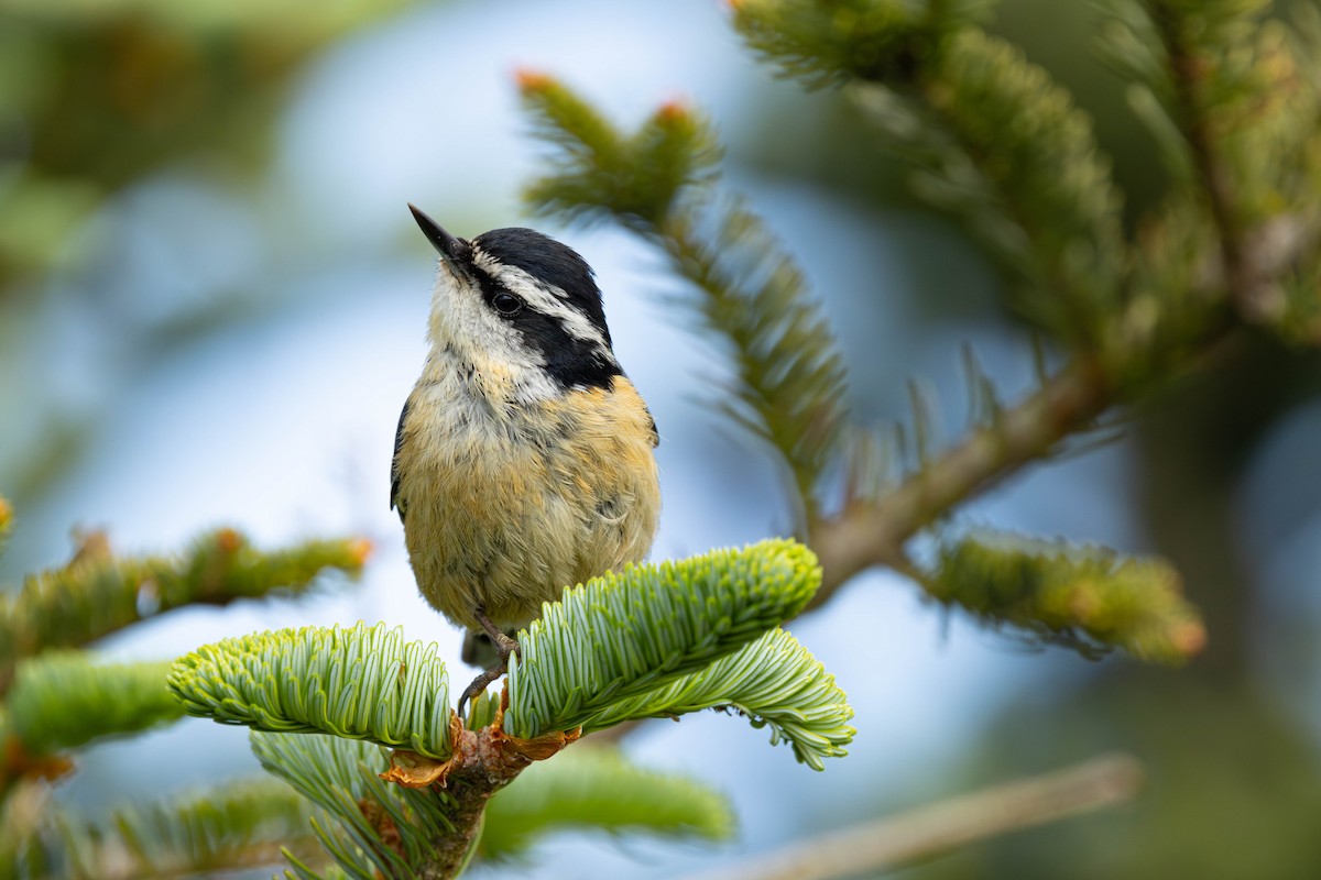 Red-breasted Nuthatch - ML620501147