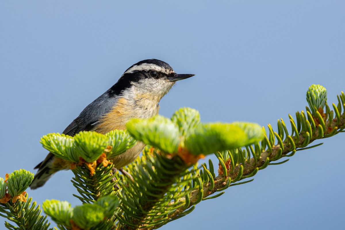 Red-breasted Nuthatch - ML620501148