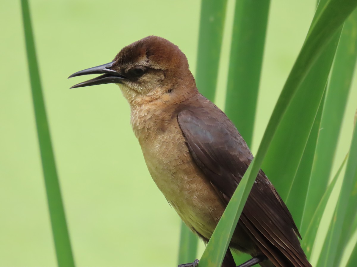 Boat-tailed Grackle - ML620501150