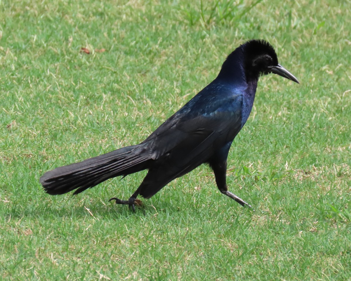 Boat-tailed Grackle - ML620501152
