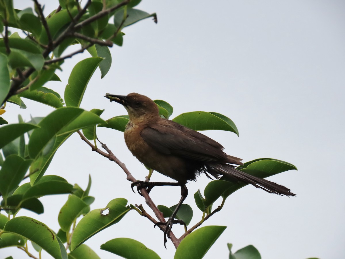 Boat-tailed Grackle - ML620501153