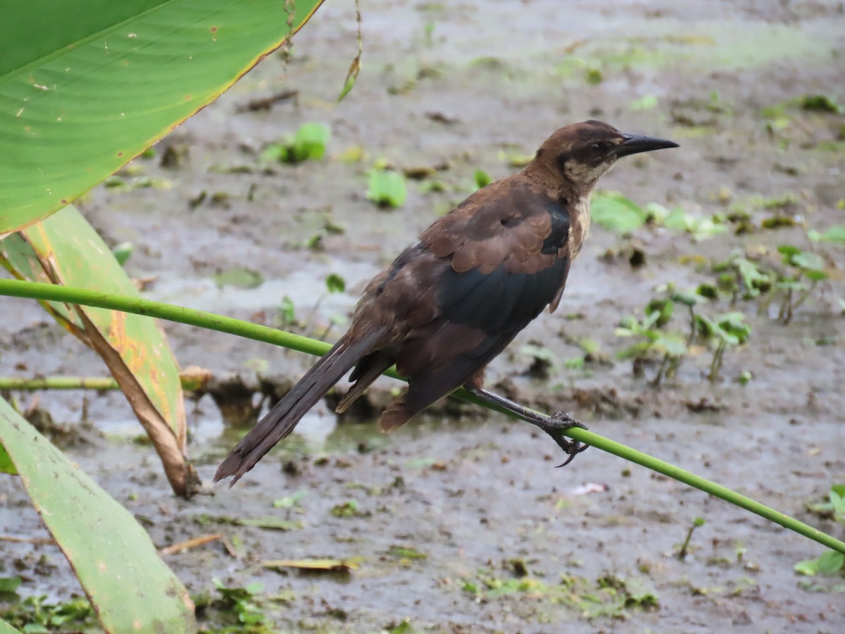 Boat-tailed Grackle - ML620501154