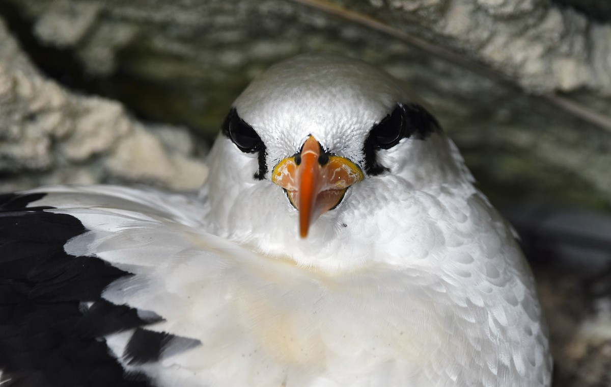 White-tailed Tropicbird - ML620501157