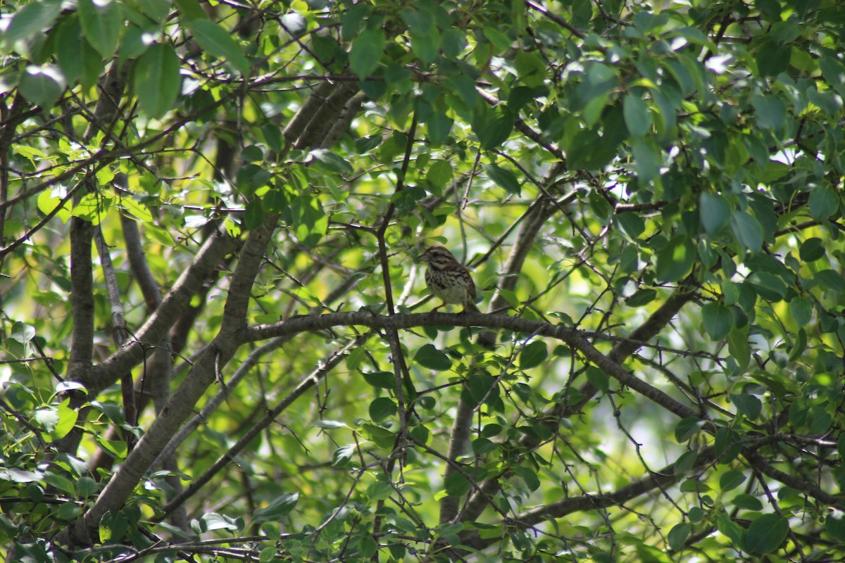 Song Sparrow - ML620501158