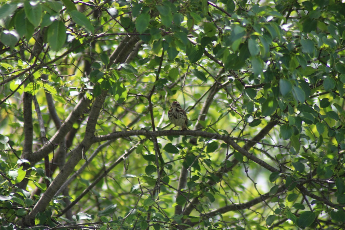 Song Sparrow - ML620501159