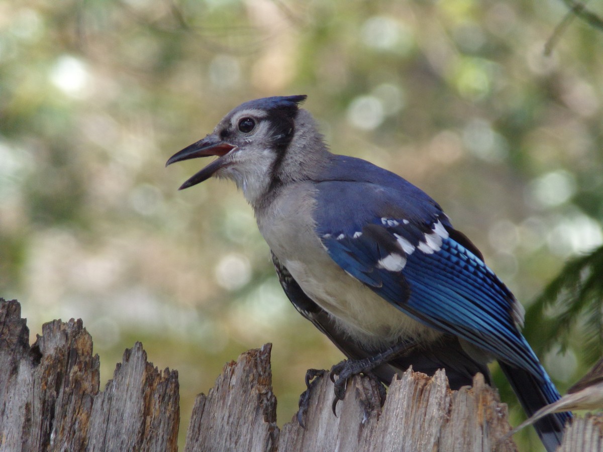 Blauhäher - ML620501163