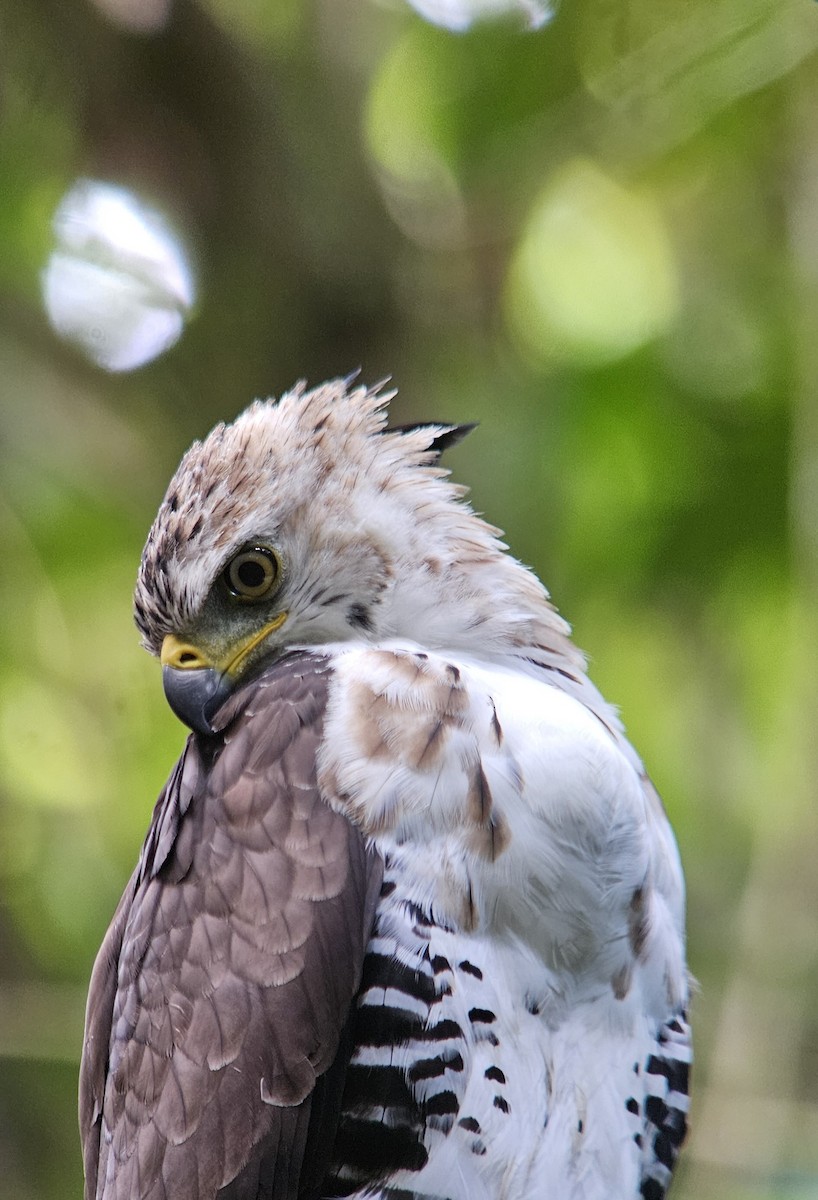 Ornate Hawk-Eagle - ML620501164