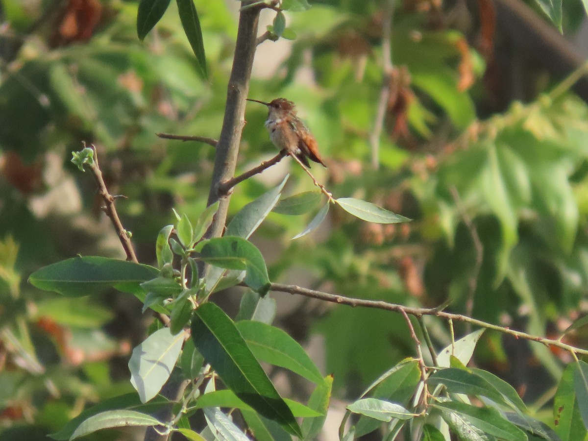 Allen's Hummingbird - ML620501170