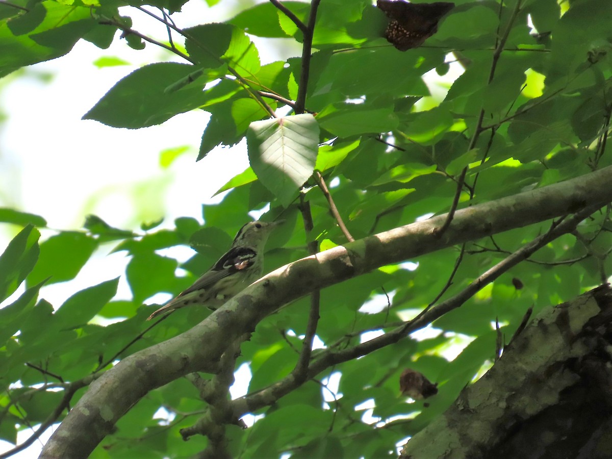 Black-and-white Warbler - ML620501173