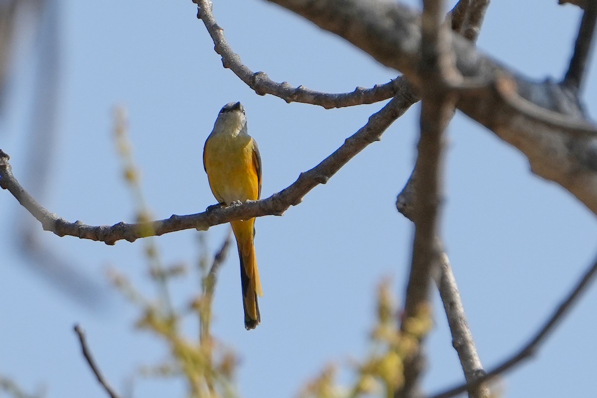 Küçük Minivet - ML620501174