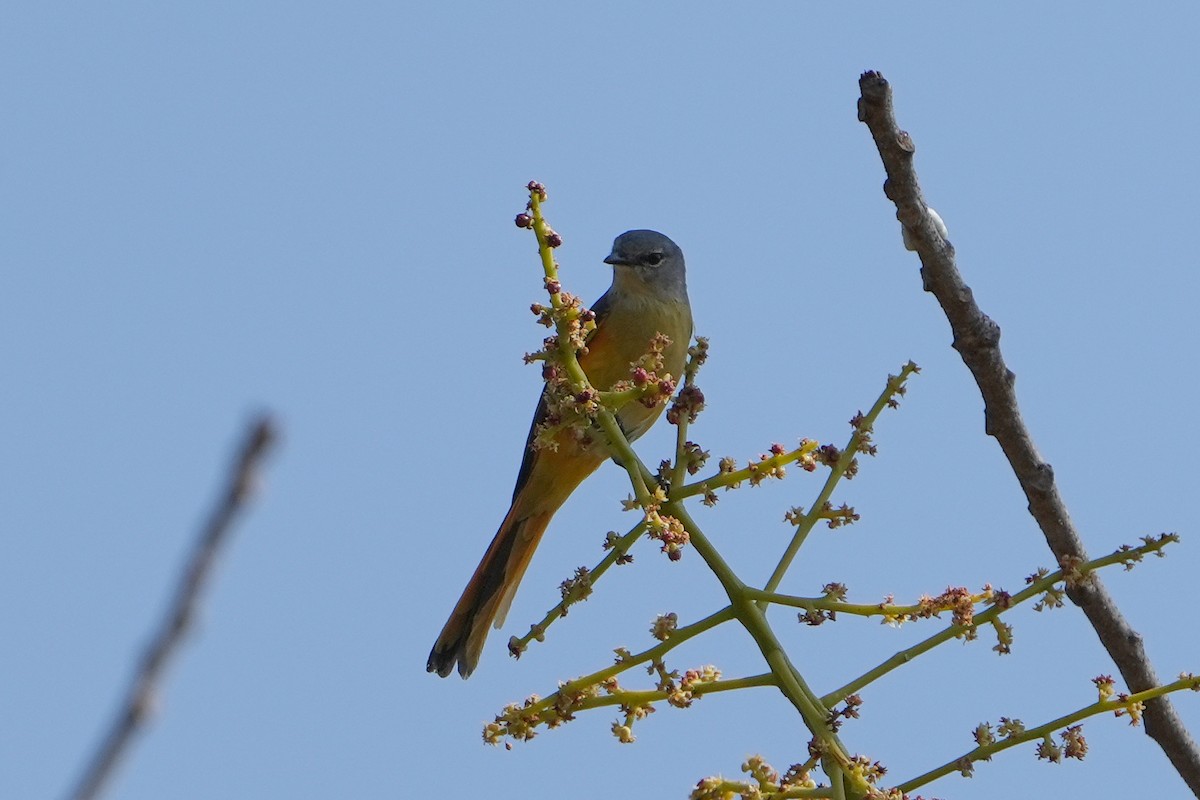 Zwergmennigvogel - ML620501175