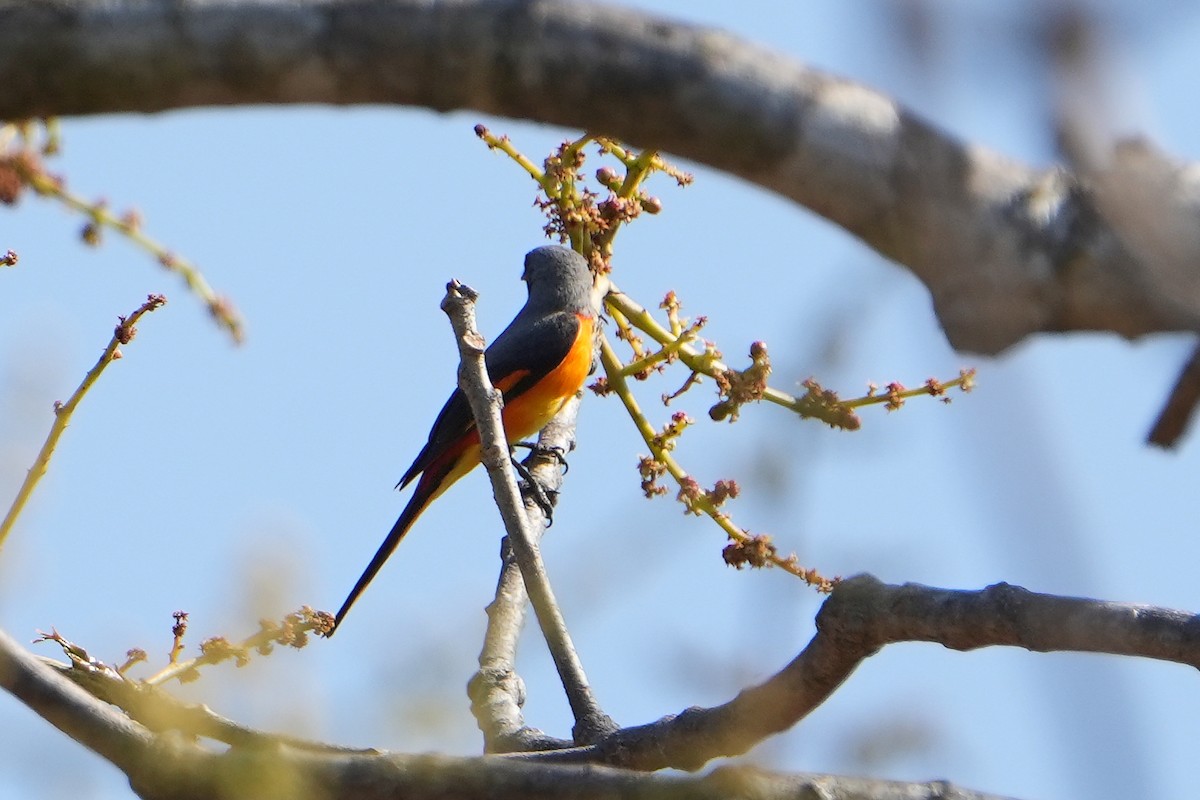 Small Minivet - ML620501176