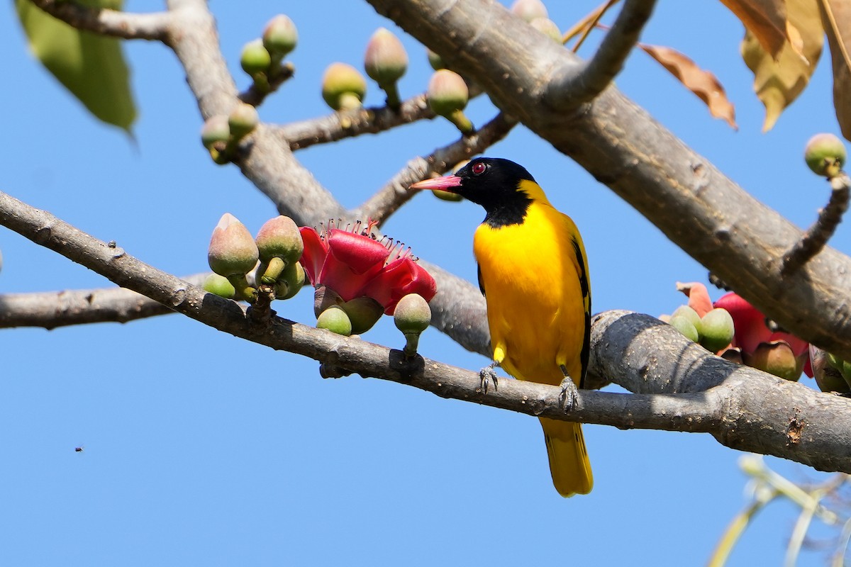 Black-hooded Oriole - ML620501184