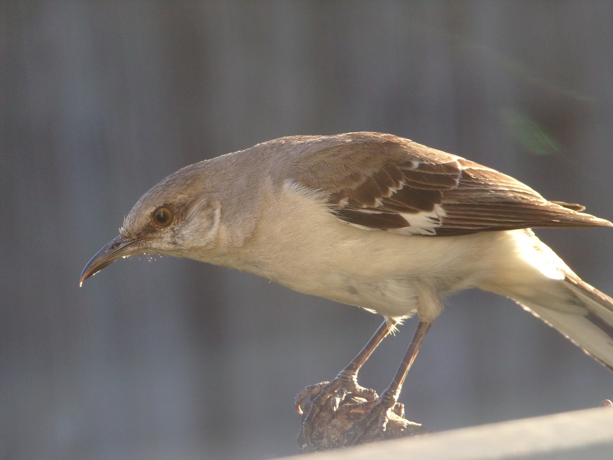 Northern Mockingbird - ML620501199