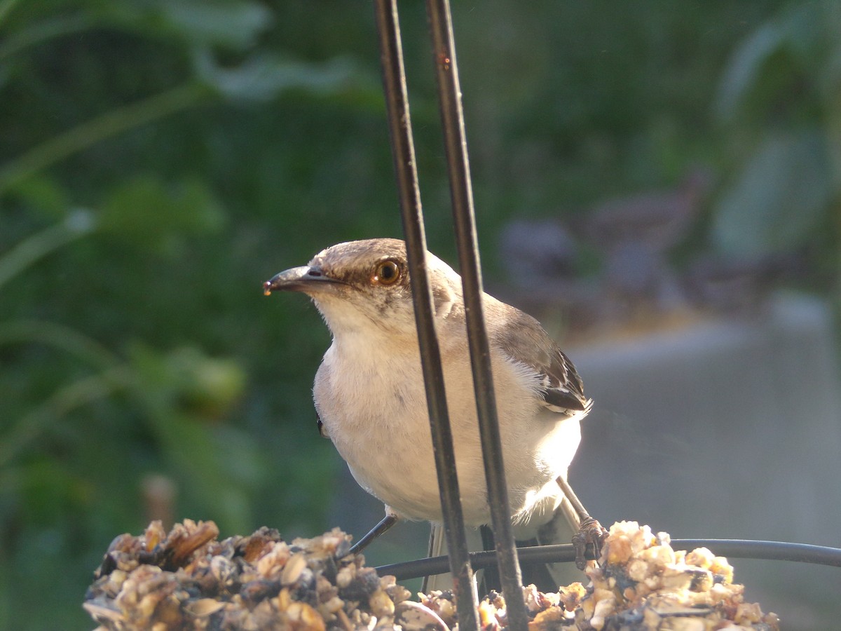 Northern Mockingbird - ML620501200