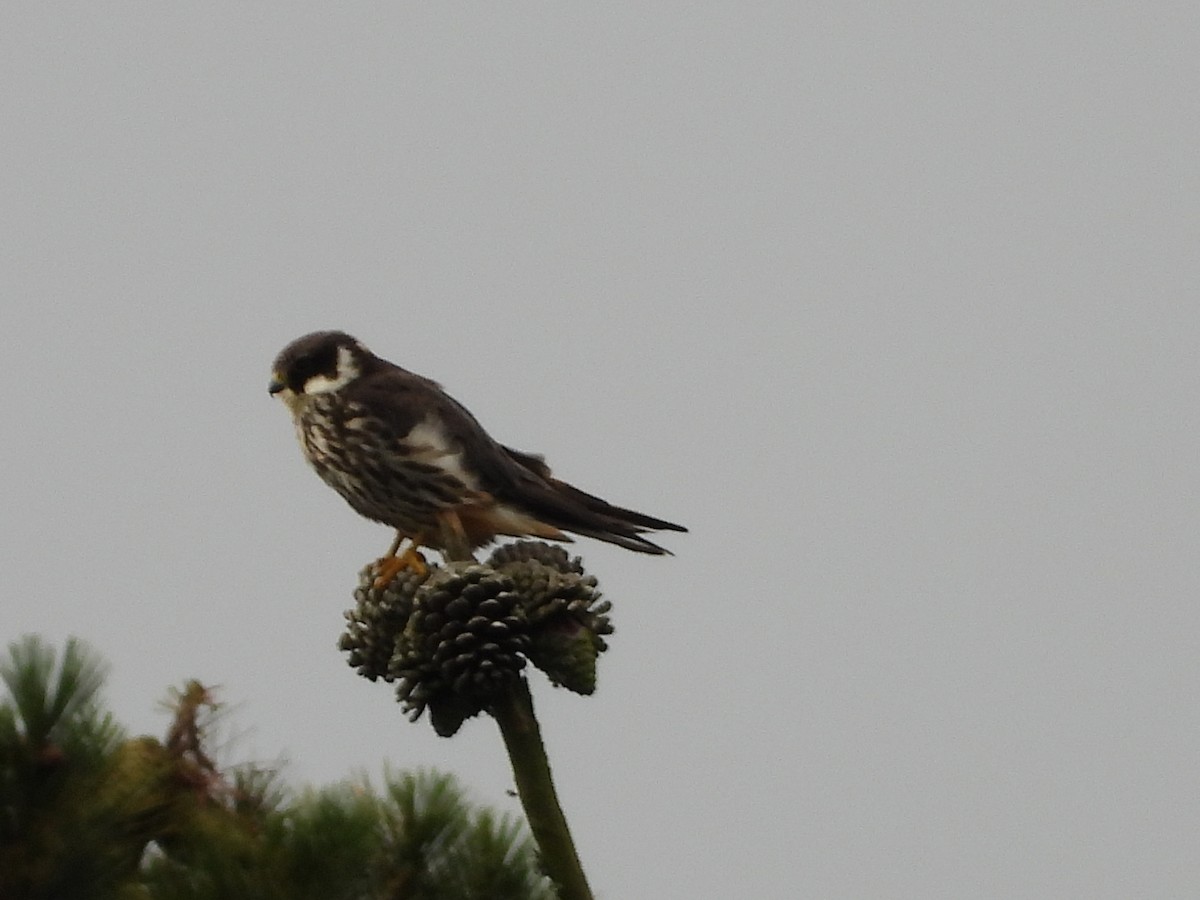 Eurasian Hobby - ML620501205